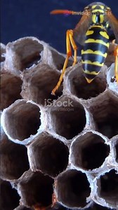 5 Dangerous Wasps in the World: Deadly Stings Revealed