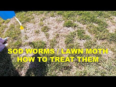 Sod Webworms lawn moth - how to treat it?