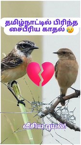 SiberianStonechat புல்லின் மேல் அசையும் சிறு பொன்மணி போல் காட்சியளிக்கும் இந்த சைபீரியக் கற்சிட்டு (சைபீரியன் ஸ்டோன் சாட்) பறவை சைபீரியாவின் புல்வெளிகளில் இருந்து தமிழ்நாட்டுக்கு வலசை வரும் குட்டி அதிசயம். கடும் காற்று, குளிர் என பல்லாயிரக்கணக்கான மைல்களைத் தாண்டி வேட்டையாடும் பறவைகளில் இருந்து தப்பி தமிழ்நாட்டில் தஞ்சம் புகும் இப்பறவைகளைக் காக்க நாம் இப்பறவைகளை நிச்சயம் அறிந்து கொள்ள வேண்டும். Like a tiny drop of gold swaying on the tip of a grass blade, the Siberian Stonechat is a little wonde