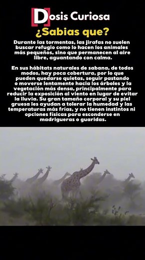Jirafas: los gigantes que desafían cualquier tormenta #animales #increíble