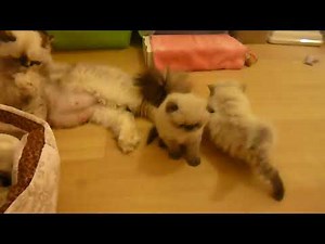 Absolutely Precious Himalayan Seal Point Kittens