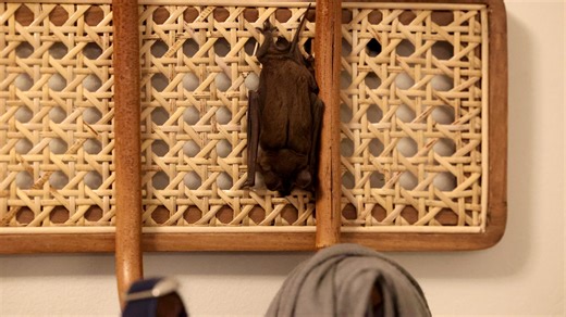 Horror story comes to life as bats are trapped in Savannah family's home during cold snap