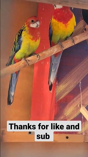 Eastern rosella bird singing . rosella sounds . rosella mate call #birds #pets #aviary
