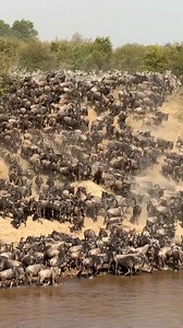 506K views · 7.7K reactions | Wildebeests and a few zebras were...