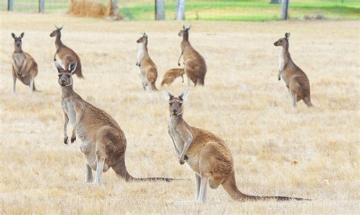 First Incident in 100 Years Wild Pet Kangaroo Kills Owner in Western Australia
