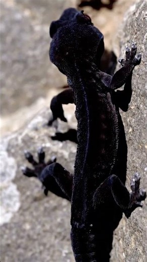 This Black Gecko Defies Gravity 😱🦎 Nature Is Incredible