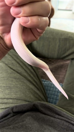 Hooded Leusistic western hognose snake 👀🐍🔥 Casper 👻
