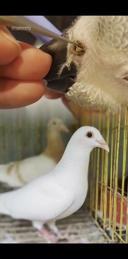 The Best Care Routine for Recovering Birds: Advanced Treatment Methods and Nutritional Support