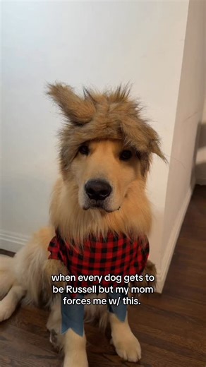 Why does every other dog have a normal mom who can find someone to do these things with her 😥🫠🫠🫠🫠 #dogs #goldenretriever #halloween | Duke The Golden