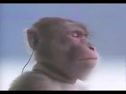 monkey with earbuds vibing