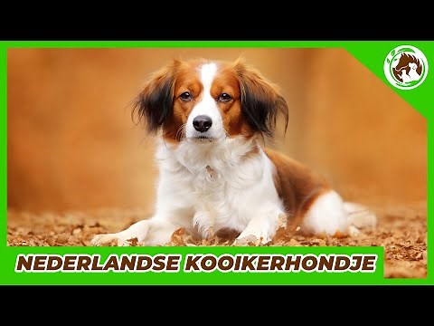 My favorite Dutch breed - The Nederlandse Kooikerhondje