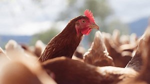 Free Videos: 4K and HD Video Clips for Download