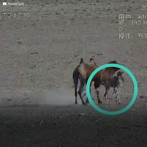 680K views · 4K reactions | La meute de loups avait trouvé son dîner: un bébé chameau âgé d’à peine un mois, qui était seul avec sa mère. Ils n’auraient jamais pu imaginer que cette dernière serait prête à sacrifier sa vie pour sauver son bébé, en le protégeant avec son propre corps. Le destin semblait écrit, jusqu’au moment où d’autres acteurs sont arrivés sur la scène. | Le Kiwi | Facebook