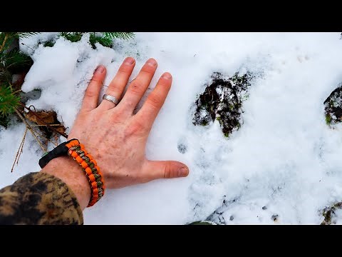 READING DEER TRACKS
