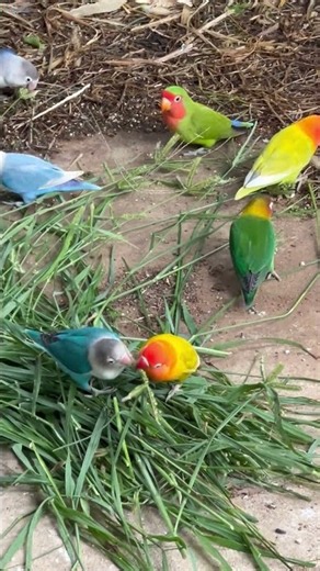 Beautiful Lovebird Collection 2026❤️🥰 #lovebirdsfarming #birds #lovebirds #birdingparadise
