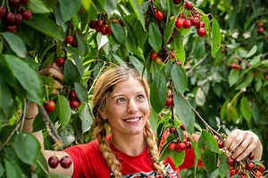 In Video: Cherry pickers start to harvest 6,000-tonne British crop