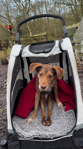 15K views · 400 reactions | Today is National Love Your Pet Day  show me your lovely pets  #nationalloveyourpetday #LoveYourPetDay | The Adventures of Louis, Jack, Waffle & Morfeas | Facebook