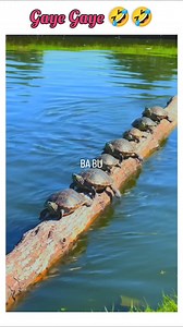 4.4K reactions · 54 shares | Bohot Satir Lugai Hai 藍 #viralcat #memes #funnyanimals #funnycat #funnyanimals #funnydubbing #comedy #instagram #farmanimals #freepets #missungpets #livestock #lostpet #wildlifesighting #dogfriendly #petfeiendly #dogs #zoo #tiktok | BA BU | Facebook