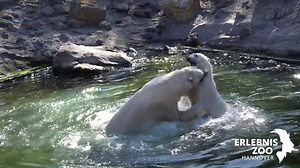 59K views · 3.5K reactions | Wieder vereint: Unsere Eisbären Milana...