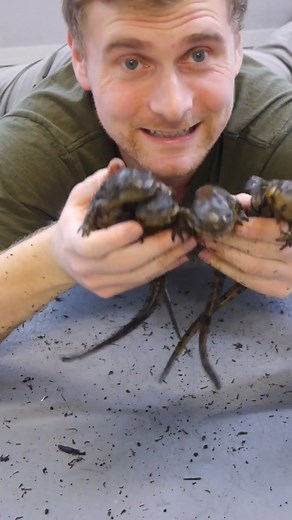 Matt Norris on TikTok