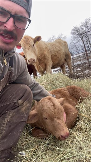 Very grateful for @mr.farmerfran and his efforts in raising awareness for jack rabbits and their effects on ranching. On a serious note, this blizzard born calf isn’t out of the woods yet. We’ve done about all we can do for her at this time. I think she’s going to do alright and glad the weather is going to warm up for us on the farm. #cowboy #jackrabbit #blizzard #ranch #creatorsearchinsights