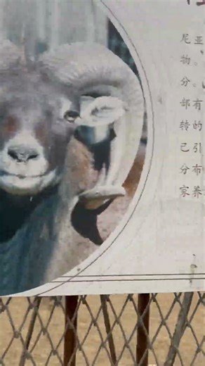 Ovejas europeas en el zoológico.羊を皿にする.European argali in the zoo. 아르갈리. 动物园里的歐洲盤羊.الأغنام الأوروبية