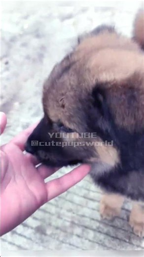 Cute pup kissing camera #puppy #dog #cute #pets #animals #cutedog #petlover #shorts
