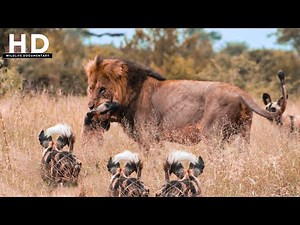 Lion Documentary | Battle of the Predators on the Steppe | Wildlife Documentary