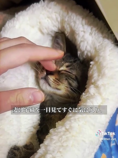 捨てられた子猫を救出する#動物