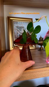 Let’s grow a Pilea peperomioides! The Pilea peperomioides aka the Chinese Money Plant or Coin Plant or Friendship plant is one of my favourite houseplants. So let’s make more! Watch as I grow one from a pup and share my Pilea tips. 😌 If there is one tip for the #Pilea to remember from this video, it is to ALWAYS water from the bottom 🌿. . . . #pileapeperomioides #chinesemoneyplant #plants #timelapse #bottomwatering #plantcare #planttips #planthacks #propagationstation #Propagation #plantpropag