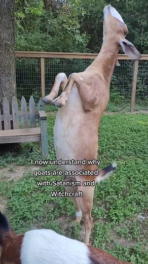 Unraveling the Mystery of Goats and Satanism