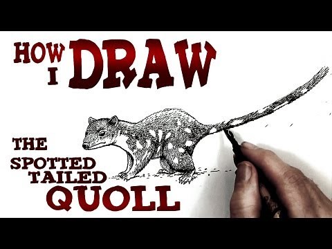 How to Draw the Spotted-tailed Quoll (intermediate)- Spoken Tutorial
