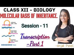 Class XII Biology - Molecular basis of inheritance - Transcription.