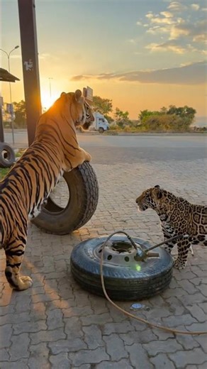 tiger aur Chita ki entry puncture dukaan 🐯🐅🐯#tyre #tyer #viral #trending #shorts