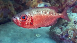 22K views · 830 reactions | the Bigeye fish! With its striking red hue and oversized, watchful eye, this fish is a marvel of the ocean. ️ #bigeyefish #marinebiology #naturephotography #uwphotography #underwaterphotography #oceanconservation #ocean #oceanlife #underwaterlife #redsea | Red Sea Diving | Facebook