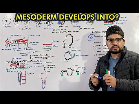 Mesoderm Embryology: Organogenesis from Mesoderm