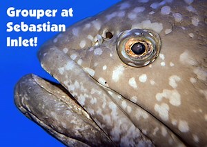 Sebastian Inlet Fishing Pier (Huge Guide!) Salty101