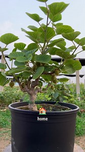 7 tips that only 1 of people know plant this amazing Hardy Kiwi at home | Terra Nursery