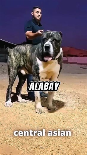 Pitbull vs Alabai 😱 World's Strongest Dog Fight | Who Will Win?#unitedstates#ai