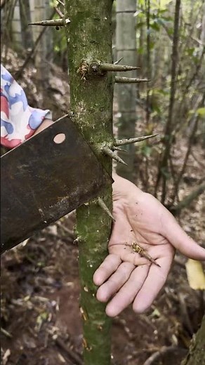 Forest Work: Trimming Thorny Trees with a Knife to Avoid Injuries