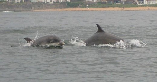 Qual a diferença entre boto e golfinho?