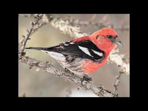 Gracie’s Wisconsin Bird Sounds: White-winged Crossbill