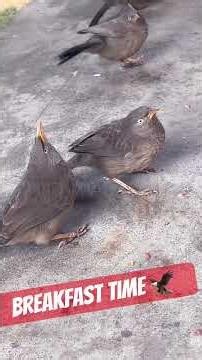 Angry bird breakfast time 😡🦉