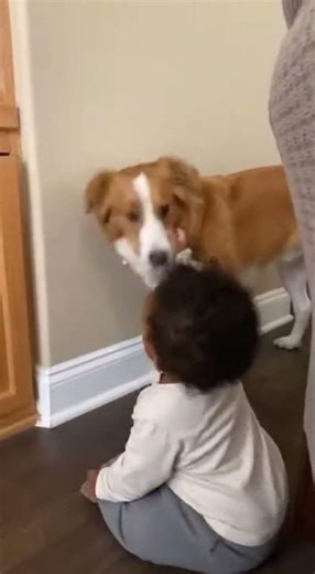 Dog Saves Child From Electric Socket