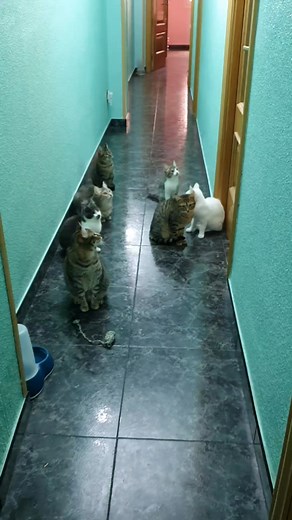 Wenn man auf die Eröffnung des Buffets wartet😜😆 was war das für eine nette Truppe mit dem blinden Santi, Lorenz Ataxiekater Anton, die Peter, dem Tauben Olaf und Hildegard💙💚💜🧡 | EmmaZahnlos und Ihre Freunde