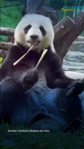 Tingkah Lucu Panda Katyusha di Kebun Binatang Moskow, Santai Berguling dan Menikmati Bambu