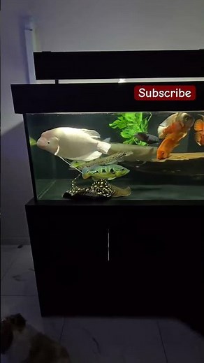 Dream Aquarium