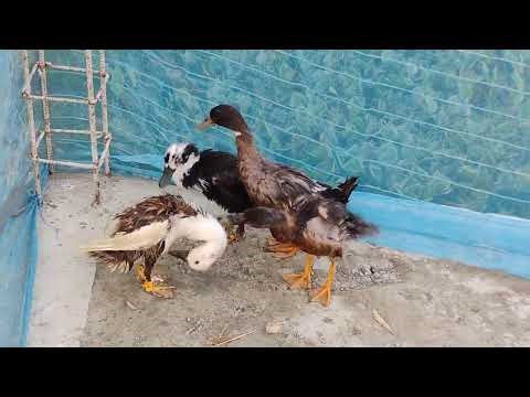 Beautiful Duck Collection 🦆 | My New Duck House Setup