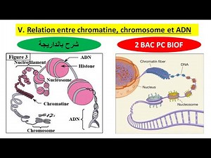 Relation entre chromatine chromosome et ADN 2 bac pc option français (شرح بالداريجة)