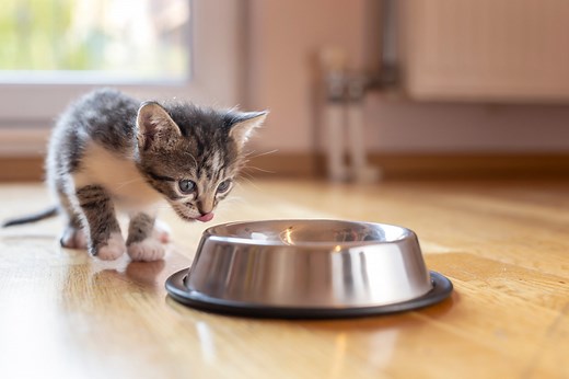 Feeding Kittens 101: How Much To Feed Kittens, and More | PetMD